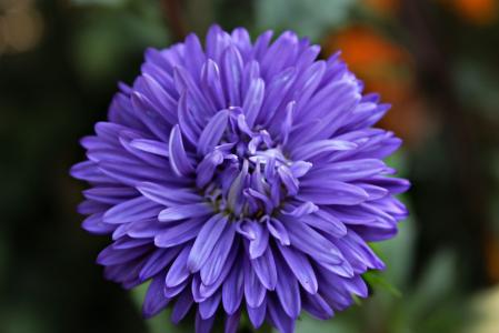 花, 蓝色, 绽放, 植物, 美, 紫色, 自然