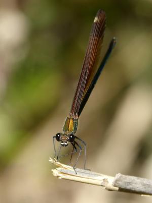 libella, 黑蜻蜓, calopteryx haemorrhoidalis, 美, 彩虹