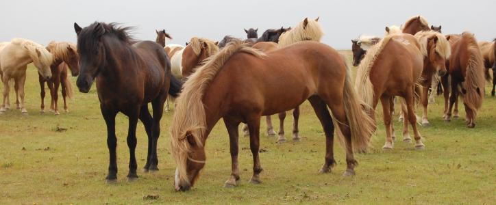马, 冰岛, 草甸, 动物主题, 马, 家养动物, 牲畜
