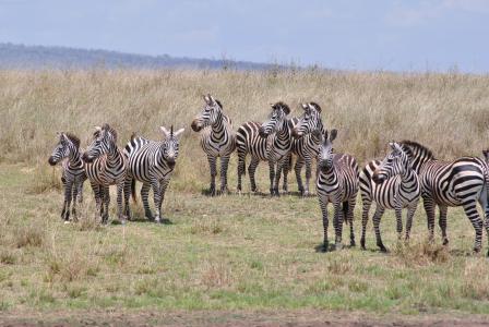 非洲, 坦桑尼亚, 国家公园, 野生动物园, 塞伦盖蒂, 斑马, 羊群