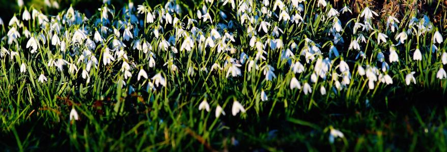 雪莲, 花, 白色, 自然, 春天的花朵, 春天的迹象, 草甸