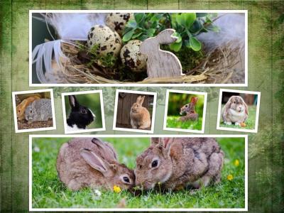 兔子, 复活节, 拼贴, 背景, 符号, 动物, 动物世界