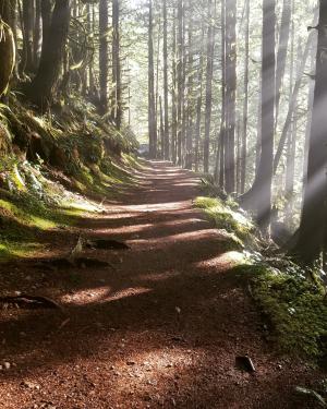 伍兹, 朦胧的路径, 太阳的光线, 空灵, 走在树林里, 森林, 树