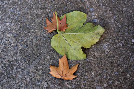 干枯的落叶, 地上的叶子, 秋天, 绿色, 棕色