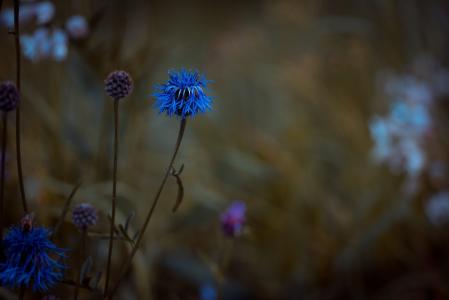 bluets, 假发锦葵, 植物, 花, 尖尖的花, 草甸, 自然
