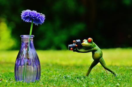 花瓶, 花, 青蛙, 摄影师, 照片, 有趣, 可爱
