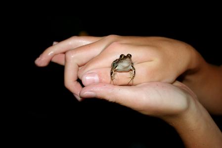 青蛙, 两栖类动物, 手, 小, 蟾蜍, 动物, 可爱
