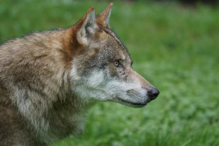 狼, 捕食者, 食肉动物, 欧洲狼, 群居动物, 注意, 野生动物摄影