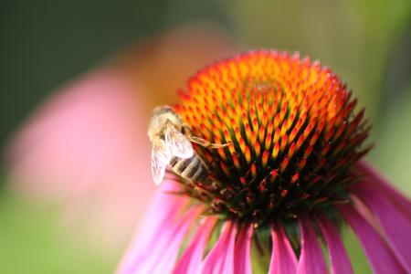 花, 蜜蜂, 红色, 开花, 绽放, 太阳帽子, 植物