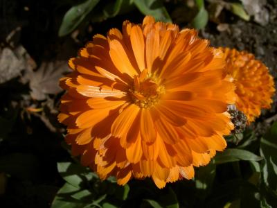 百日草, 花, 橙色, 漂亮, 花香, 朵朵, 加利福尼亚州