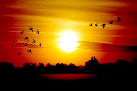 日出, 鸟类, morgenstimmung, 天空, 景观, 大气, 太阳