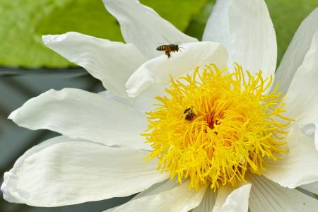 莲花, 蜜蜂, 黄色, 植物区系, 昆虫, 花, 自然