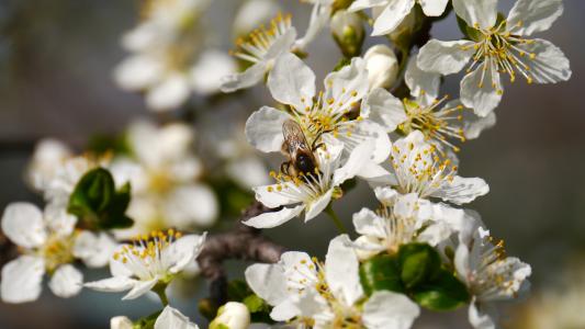 春天, 阳光, 蜜蜂, 自然, 春天, 花, 分公司