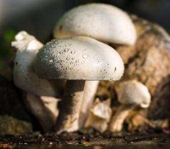 蘑菇, 自然, 白色, 雨滴, 真菌, 秋天, 食品