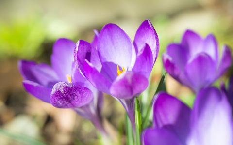 紫罗兰色模糊, 番红花, 春天, 花, 紫色, 紫罗兰色, 草甸