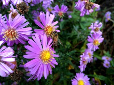 蜜蜂, 花, 秋天, 自然, 昆虫, 花园, 植物