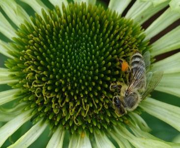 花, 蜜蜂, 昆虫, 蜂蜜蜂, 自然, 宏观, 花园