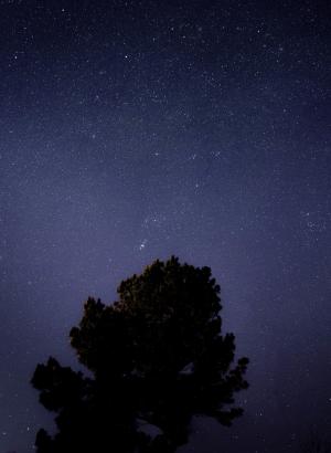 星座, 晚上, 剪影, 天空, 星星, 树, 明星-空间