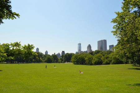 草, 中央公园, 公园, 纽约