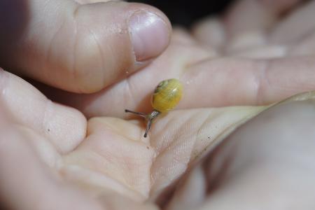 爬行蜗牛, 德林, 黄色, 壳, 慢慢地, 软体动物, 自然