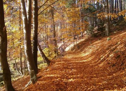 秋天, 森林, 叶子, 落叶, 树木, 路径, 落叶树