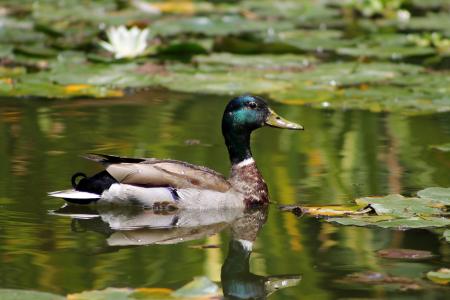 鸭, 绿头鸭, 池塘, 绿色, 野生, 男性, 水