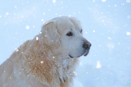 金毛猎犬, 狗, 甜, 宠物, 动物的画像, 冬天, 雪