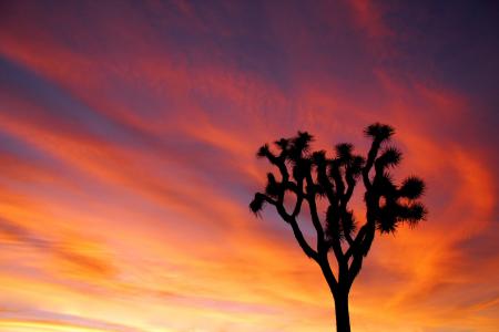 日落, 约书亚树, 天空, 多彩, 景观, 约书亚树国家公园, 加利福尼亚州