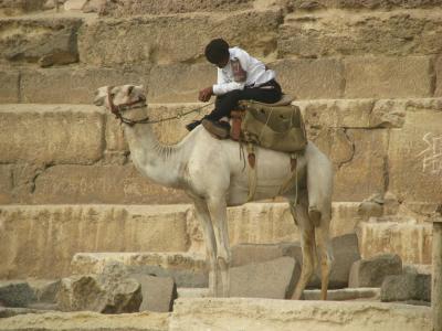 骆驼, 睡眠, 警卫队, 金字塔, 埃及