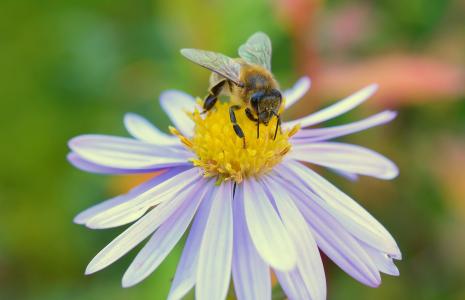 蜜蜂, herbstastern, 花, 开花, 绽放, 昆虫, 花粉