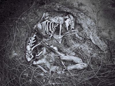 动物, 仍然是, 灰色, 规模, 照片, 黑色和白色, 骨架