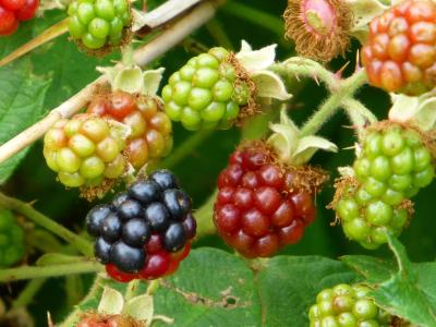 黑莓, 森林果子, 水果, 成熟, 不成熟, 多刺, 布什