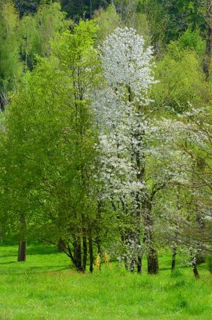 树木, 春天, 雄伟的树, 徒步旅行, 自然