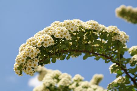 新娘 spiere, 花, 白色, 布什, 一种观赏灌木, spierstrauch, 绣枣