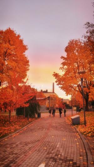 芬兰, 秋天, 秋天, 叶子, 多彩, 落叶, 天空