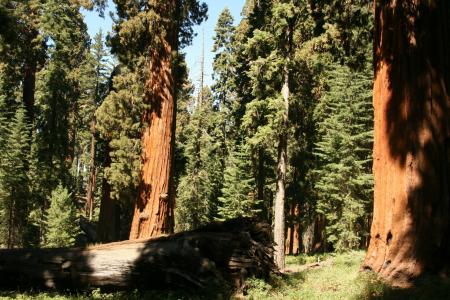 红木, 巨人, 树木, 加利福尼亚州, 路径, 自然, 高