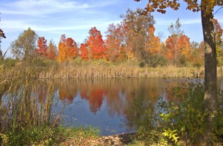 秋天, 池塘, 景观, 秋天, 树木, 自然, 反思