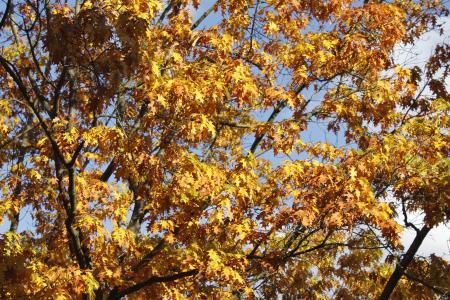 树, 叶子, 秋天, 10 月, 每年的时候, 叶, 自然