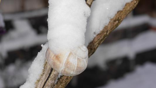 雪, 壳, 蜗牛树, 自然, 寒冷