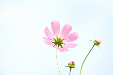 塔比莎, 自然, 植物, 花, 宇宙, 秋天, 粉红色的颜色