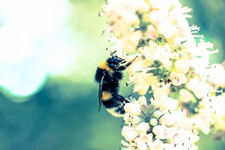 生活, 美, 现场, 自然, 蜜蜂, 授粉, 嗡嗡声