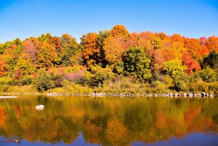 秋天的颜色, 加拿大, 景观, 多彩, 叶子, 水, 户外