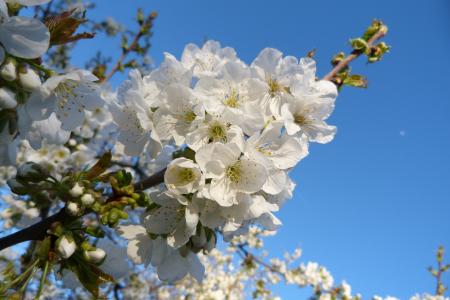 花, 自然, 花园, 开花, 春天, 白色, 樱桃