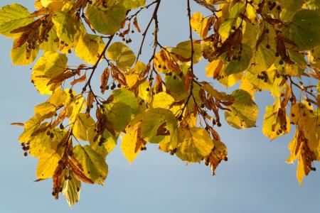 林德, 树, 秋天, 种子, 飞行的种子, 秋天的颜色, 叶子