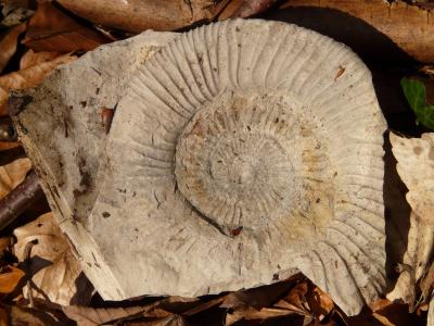 石化, 蜗牛, 壳, 石灰石, ammonit, 化石