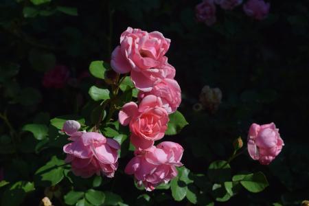 上升, pinkrose, 花