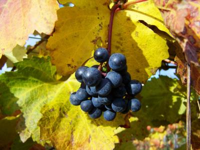 红葡萄, 成熟的水果, 秋天, 水果, 葡萄, 叶, 食物和饮料
