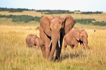 动物, 大象, 大象, 肯尼亚, 獠牙, 野生动物, 在野外的动物