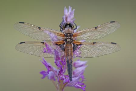 四个修补程序, 蜻蜓, libellula quadrimaculata, 翼, 透明, 军用兰花, 花