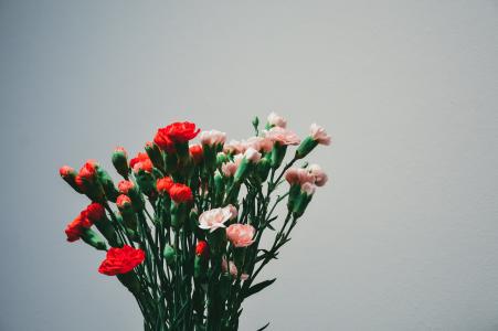 康乃馨, 花, 植物